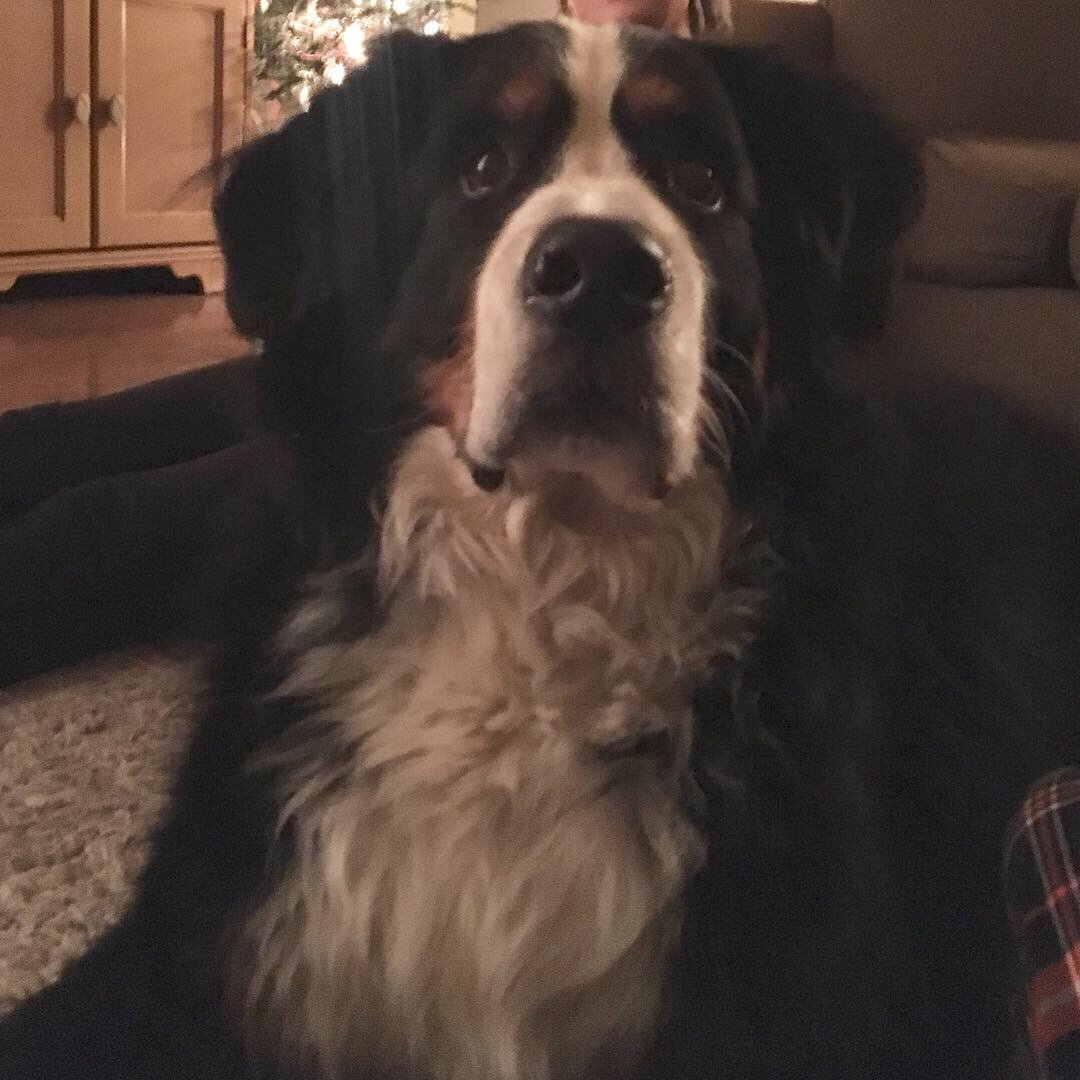 liamtherapydog's tweet photo. It’s with extremely broken hearts and tear-filled eyes that we tell you we had to put our Liam down today. He was diagnosed with liver cancer and was in quite a bit of pain. We miss you so much already! We will see you again! 🌈 🐾 #bernesemountaindog https://t.co/y4Q48Jobt5