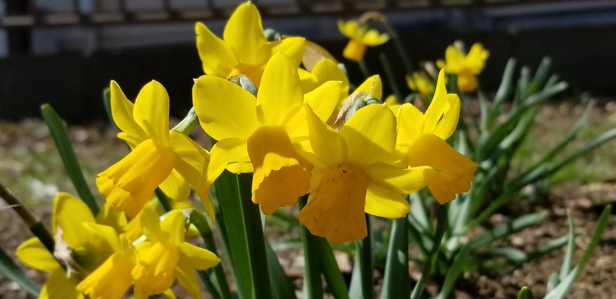 Yoko Ito Twitterissa ティタティタ 歩道脇の花壇で ミニ水仙が咲いて 可愛い水仙よね 花 Flower スイセン ミニ水仙 ティタティタ Narcissuscyclamineuscv Teteatete Flowerphoto Https T Co Lkrzbsu9k7