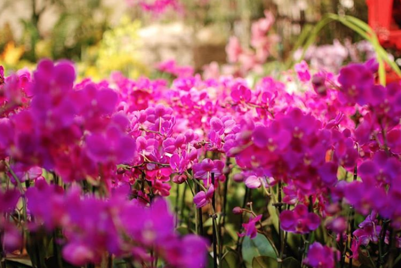 SBOrchidShow's tweet photo. Thank you to our fan @garden_gossip for this beautiful photo taken last weekend at #SBIOS! #Repost: Getting lost in this "field" of orchids in this display. Look for the winner at the show! #orchids #orchidshow #orchidlovers #orchidlove #plants #flowers #flowerlove #design https://t.co/I509fLICWE