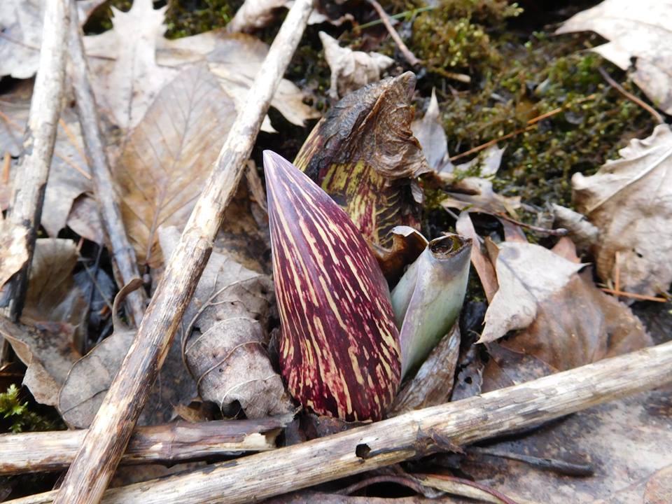 DCNRnews's tweet photo. Spring is making its appearance despite snow showers in #TiogaStateForest yesterday. #Skunkcabbage is among the first flowering plants in the spring, and was spotted in the forest today. #SignsofSpring #PAStateForests https://t.co/tFsVzpmTet
