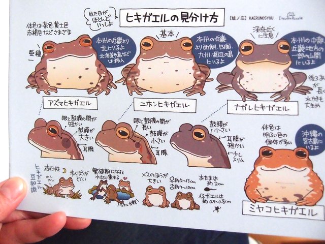 オワコマ みなさんご存知 蛙ノ庄さん Kaerunosyou のカエルの見分け方の本 溢れるカエル愛を感じる一冊 ヒキガエルかわいいよぅ 描き分けがとにかく素晴らしいです 多様性万歳ーってなります いきものづくし