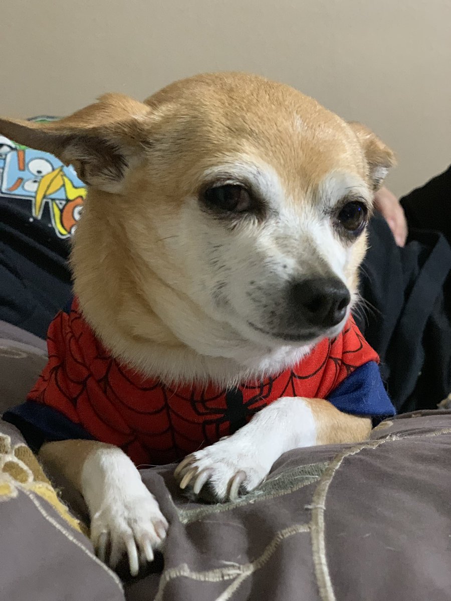 reesespieces717's tweet photo. @VuduFans @SpiderVerse @Sony #VuduViewingParty https://t.co/ReOvhmRfgL