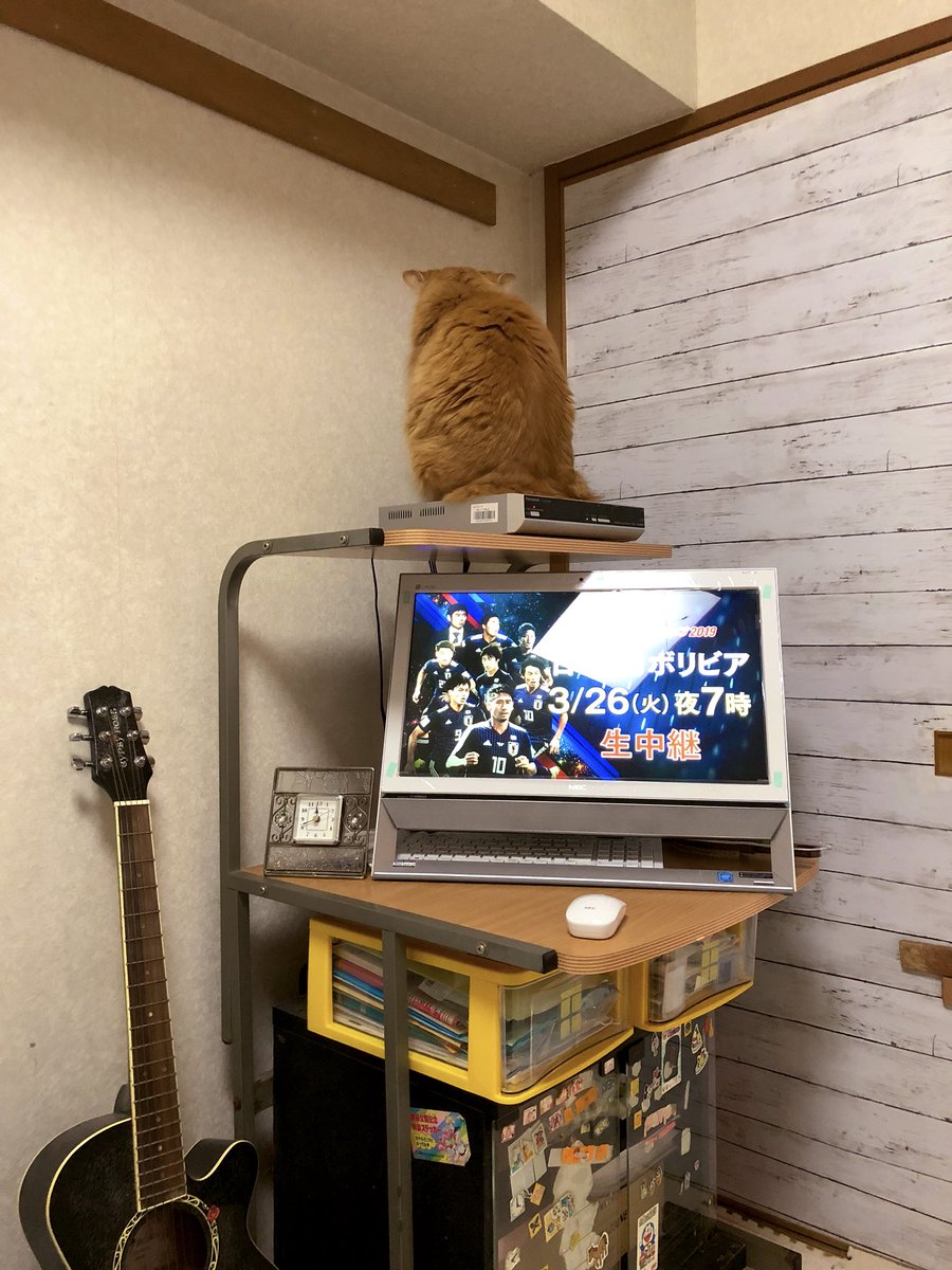 壁と会話する猫