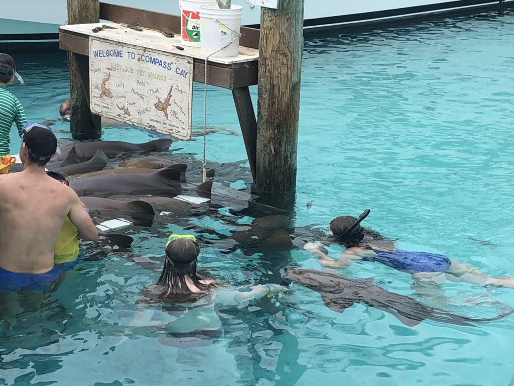 sciencebetsy's tweet photo. Compass Cay. #sjsdproud #StJoeMarineBio https://t.co/Xzon2DDE08