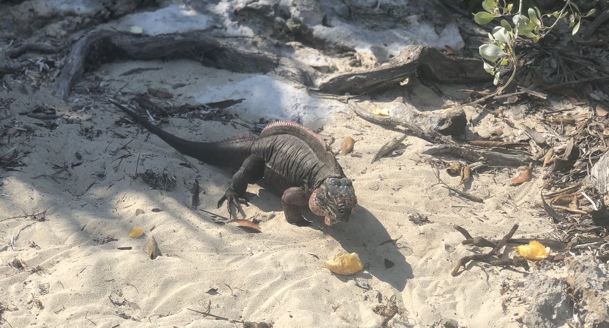 sciencebetsy's tweet photo. Paddle board conquered-✔️. Bahamian land iguanas. -✔️🇧🇸🇧🇸#sjsdproud #StJoeMarineBio https://t.co/UjuZEJ10d4