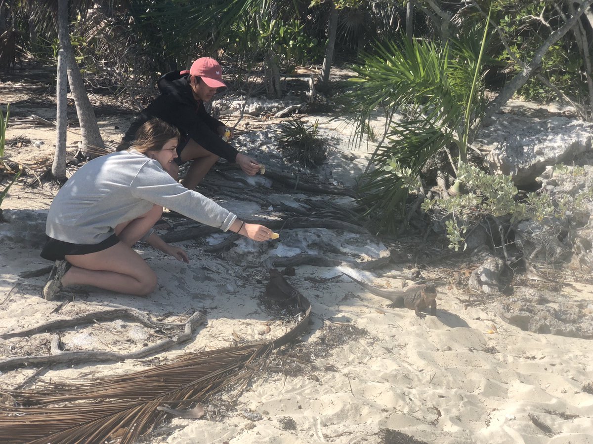 sciencebetsy's tweet photo. Paddle board conquered-✔️. Bahamian land iguanas. -✔️🇧🇸🇧🇸#sjsdproud #StJoeMarineBio https://t.co/UjuZEJ10d4