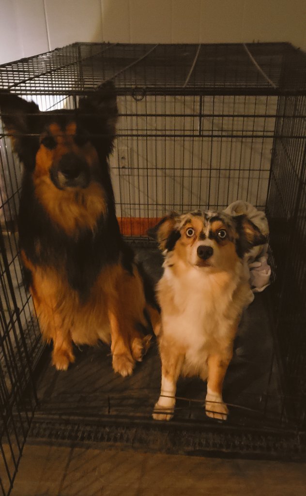Jennmwith's tweet photo. When you are so excited to go to bed and you randomly start singing, "Pack it up, pack it in, let me begin...." And somehow your pups know that means it's kennel time.... #puppylove #imsoweird #theygetme 😍❤️🐶💗🐶 #OscarFonzarelli #GreysonBlue #HappyNationalPuppyDay https://t.co/joThbSfb9t
