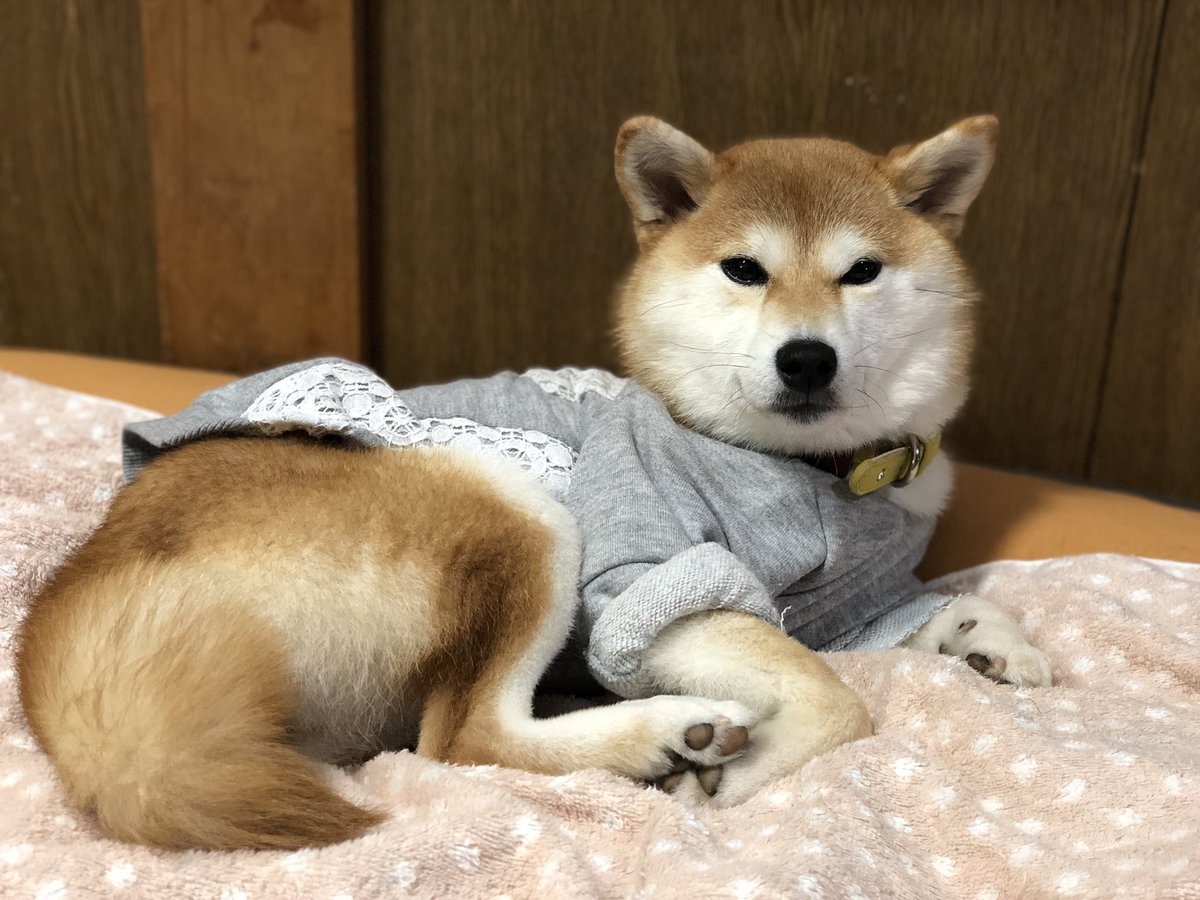 柴犬りんご郎 命名式を優しく見守るうちの柴犬 来未 くるみ 柴犬りんご郎 命名式を優しく見守るうちの柴犬 来未 くるみ