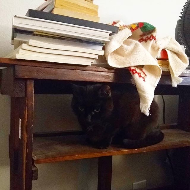 NextBestPet's tweet photo. You could look at it as an empty shelf or as an opportunity. #moving #cats #possibility #UULent https://t.co/cZvMoB5lFs