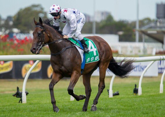 hannahmwall's tweet image. Sunlight ☀️❤️ 3 x Group One winner by the mighty Zoustar... And she’s not done yet! One very special filly. #freak #speedmachine #Zoustarfilly