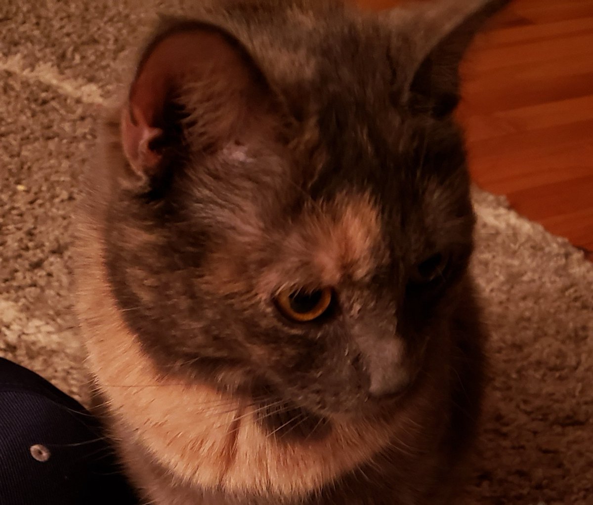 NachotheCat3's tweet photo. De Nacho here at da @RailersHC game tonight.  Mi sitting behind the team bench and mi so excited.  I seeing @writtenbytom walking around up daarr....hola tom!!!  Mi promise to be a good cat tonight!!! https://t.co/qyILBRdw5Y