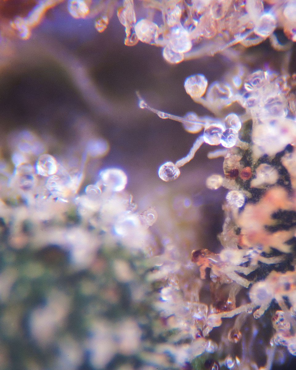 paradiseseeds's tweet photo. The breeding process involves #backcrossing #cannabis plants with their parent plant in order to produce a seed line that carries the characteristics of that parent. This is an important process because it's the way to achieve homegenity or uniformity in a seed line @weedpicmedia https://t.co/htsyYuL4mt