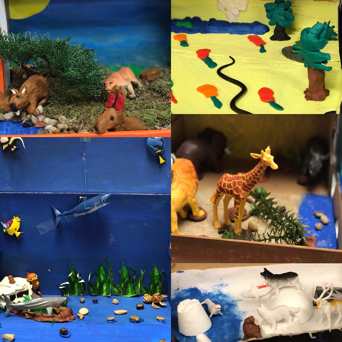 mrspilozzi's tweet photo. Sharing our completed dioramas and our personal learning of our ecosystems. #studentinquiry #ineractive #handsonlearning #StudentLearningGoals #StudentSuccess #studentengagement @OLVMWolverines @HCDSB https://t.co/x4sosHHpiv