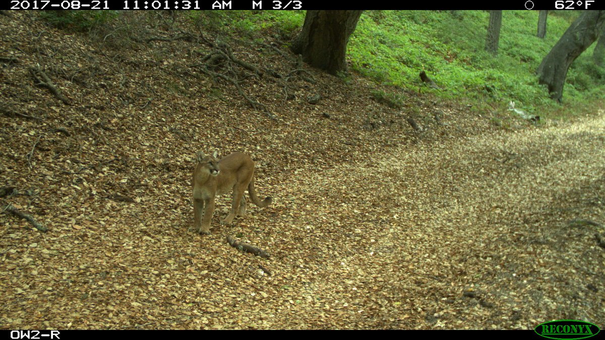 GreenAlJe's tweet photo. Throwback photo from my M.S. of a puma from near San Luis Obispo, CA. Hard to tell, but there are 2 yearlings bounding down the hill in the background.
#felidfriday https://t.co/D89AlZhBa7