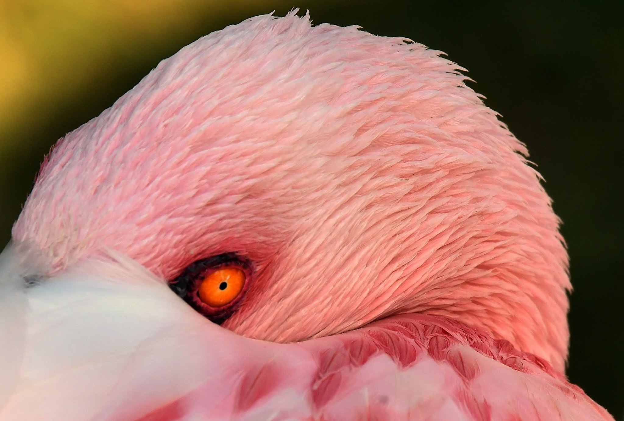 NephentesP on Twitter "The Eye. The eyes of the lesser flamingo are