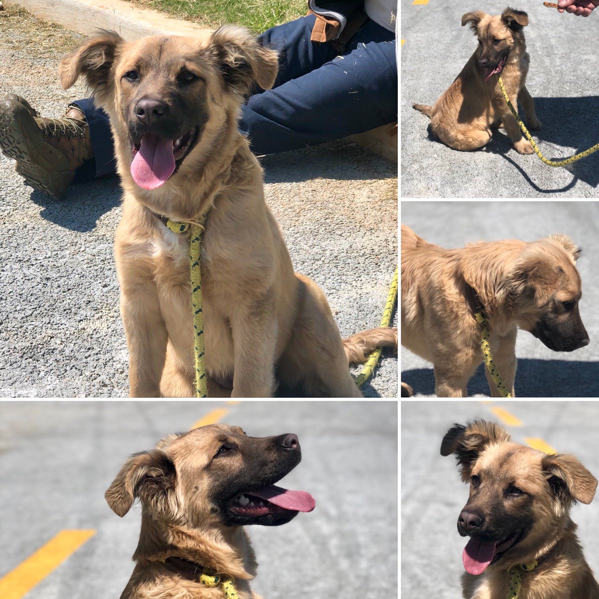 TCARPetsGA's tweet image. Blondie the #Shepherd/#retriever mix needs a #HomeSweetHome! 6-8 months old. Call/text 706-326-7196 for a #MeetAndGreet! #Happy, #Playful, #friendly #rescuedog #AdoptDontShop #AdoptADog #dogsofinstagram #puppylove #fluffybuttfriday #dogmom #save #puppiesofinstagram #spring #dogs