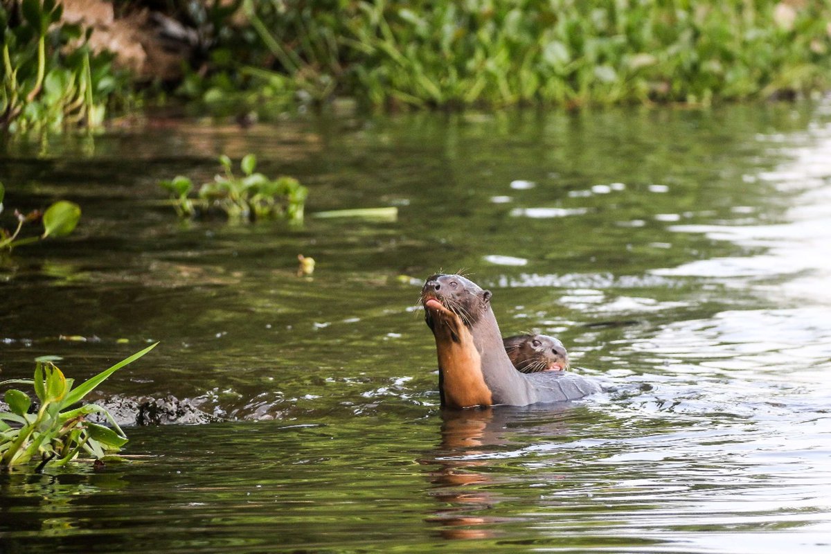 AgenciaTelam's tweet photo. Información para abonados: reintroducen en los Esteros del Iberá al lobo gargantilla, especie extinta en la Argentina. Galería fotográfica disponible en https://t.co/736ZQ3i1Yl https://t.co/s7WVY7fmQO