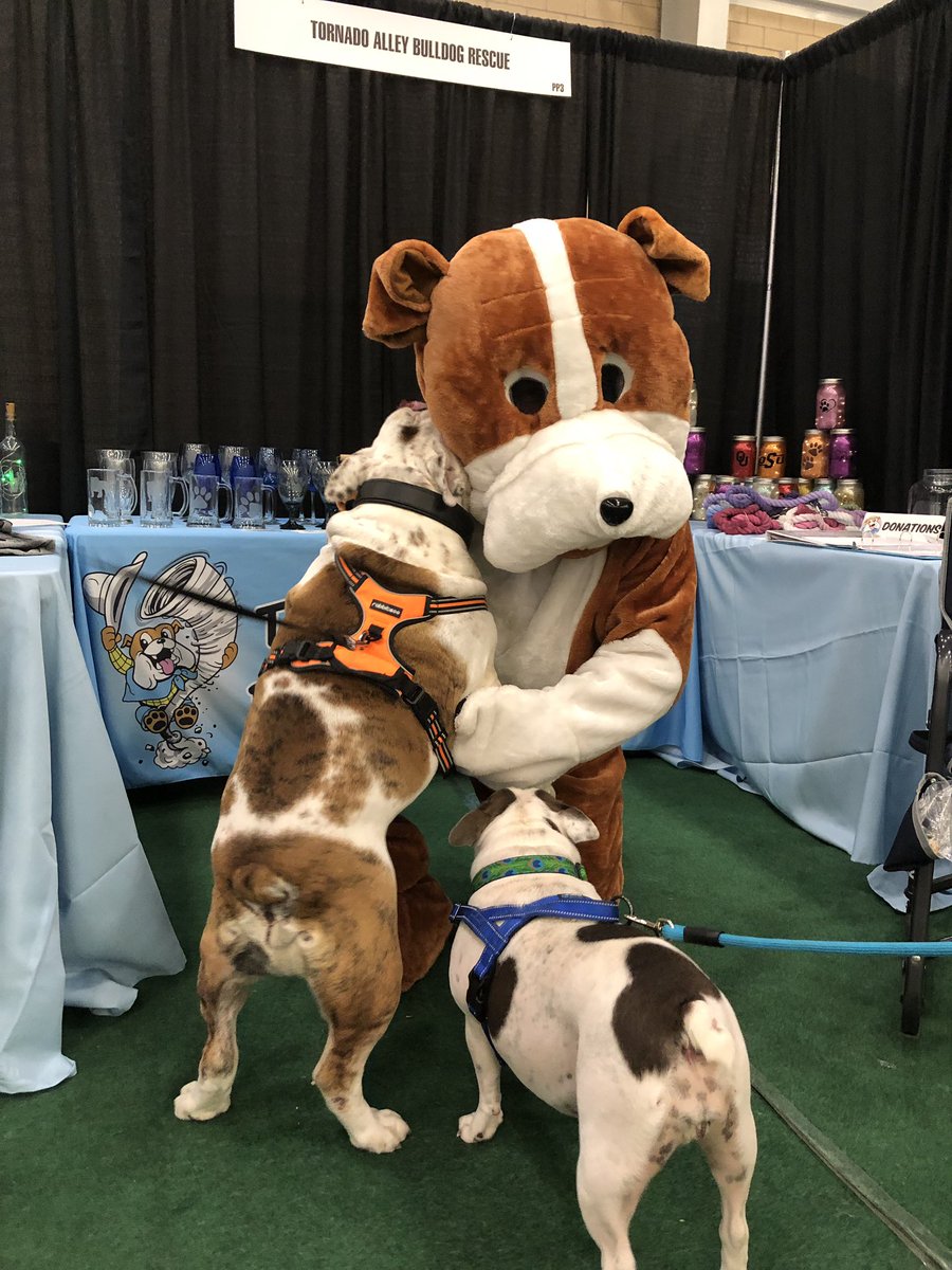 Check out Duke the mascot of the <a href="/okbulldogrescue/">T.A.B.R.</a> getting loves from Eddie the Bulldog at the #OKCHomeShow in the Pet Plaza!
