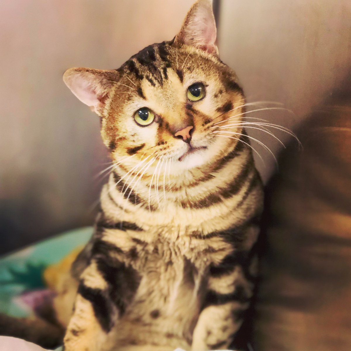 TCARPetsGA's tweet image. Garfield!  3 legged #bengal_cat mix looking for a #home! App 3 years old. Call/text 706-326-7196 to #AdoptDontShop #CatsOfTwitter #catsofinstagram #rescuecats #instacat #cats