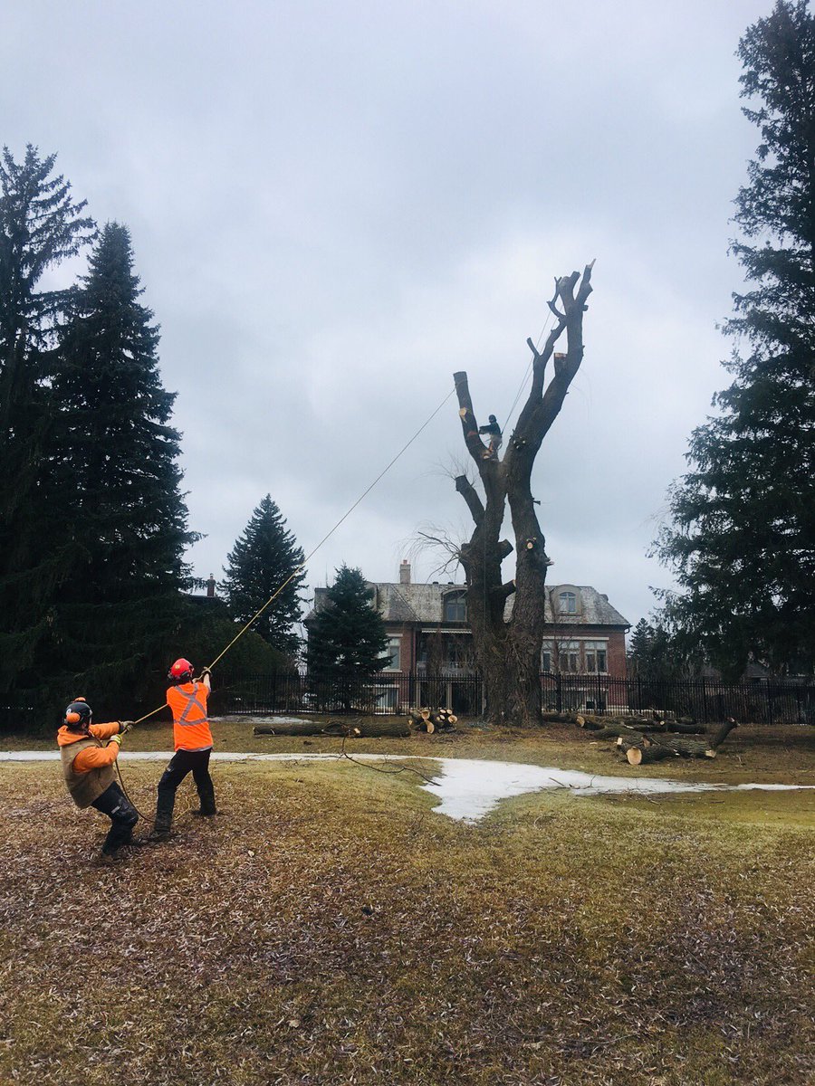 Hazardous willow removal pt2. Thanks again to our friends <a href="/shadylanetree/">Shady Lane Tree Care</a> for a very complex removal. This beast wedged between neighbouring fence and our 11th tee called for some tactful climbing. Always impressed by the skill that’s required to safely remove a tree of this size