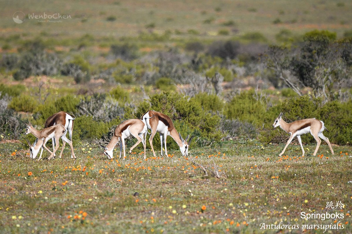 Springbok（Antidorcas marsupialis) of Western Cape. #antelope #southafricanwildlife #跳羚