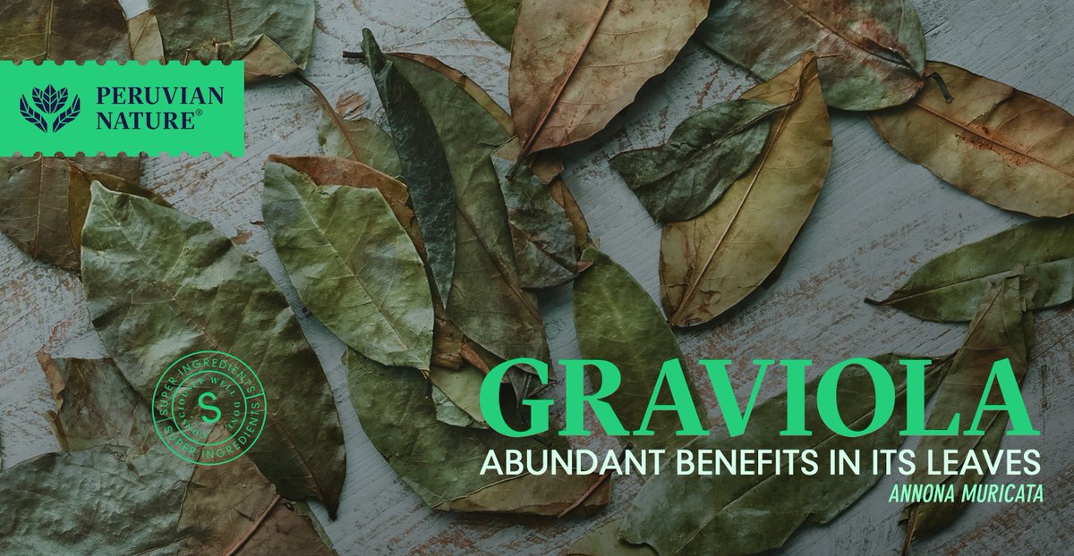 PeruvianNature's tweet photo. Currently, the importance of this medicinal herb lies in its ability to increase the body ’s natural immunological activity mainly due to its "acetogenins": natural bioactive substances with substantial health benefits. 🍃

#Graviola powder can be used in infusions or capsules. https://t.co/z8KWNYQJkV