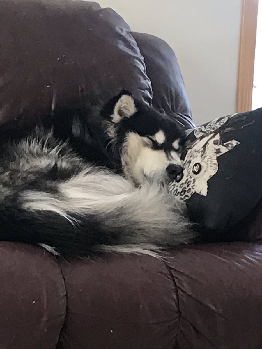 Casastash's tweet photo. Even my fucking dog knew better than to wait on @boxycharm smhπ€¦π»ββοΈβπΌ#timeforIpsy #boxypets #BoxyCharm #BoxyLuxe #BoxyFail https://t.co/g8eSuBGWPG