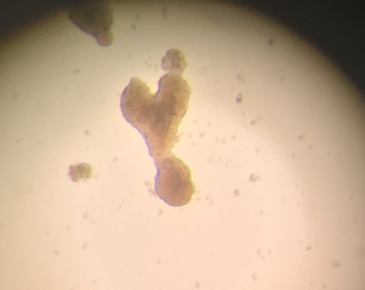 Islet in heart ❣️#lovesciences