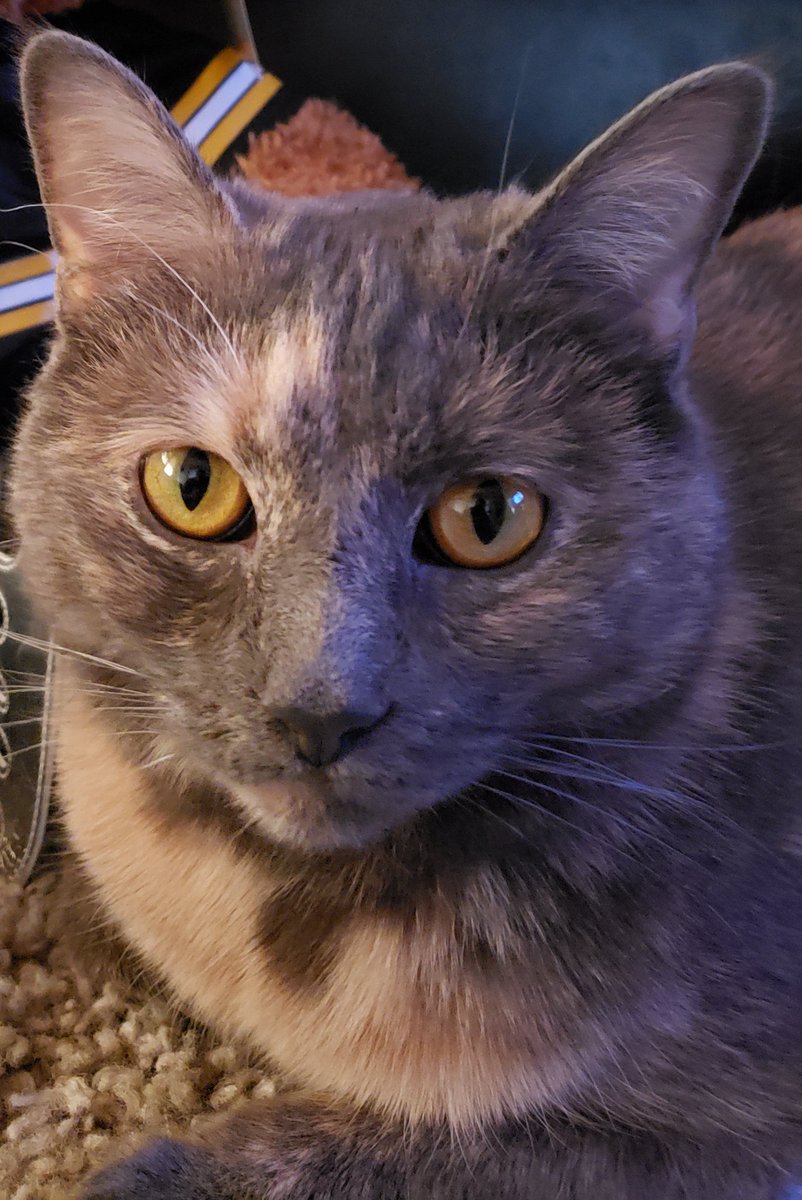 NachotheCat3's tweet photo. Dis muy bueno!  End of 1st period and de @RailersHC leading 1-0 wit 12 shots on goal!  Nacho super happy!!!! https://t.co/nmCel0KLL4