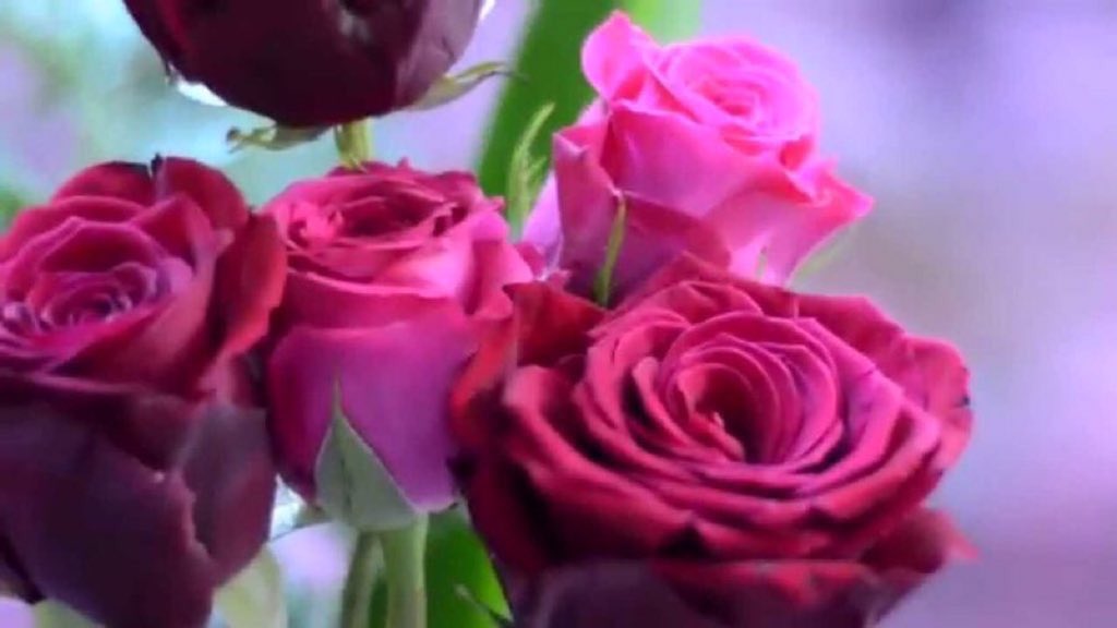 Saryalsars's tweet photo. الورود..تخبرنا دائماً ..
بأن الأشياء البسيطة هي الأجمل..
و بأنها تحمل قيمة لا يشعر بها
الا الذين يعشقون البساطة..⭐️ https://t.co/vdwBJEorXF