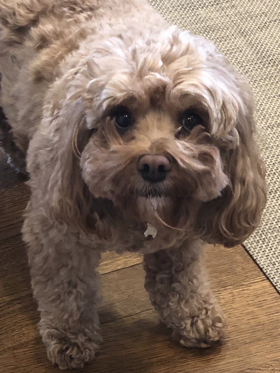 ⁦<a href="/nyknicks/">NEW YORK KNICKS</a>⁩ Annie #nykpets