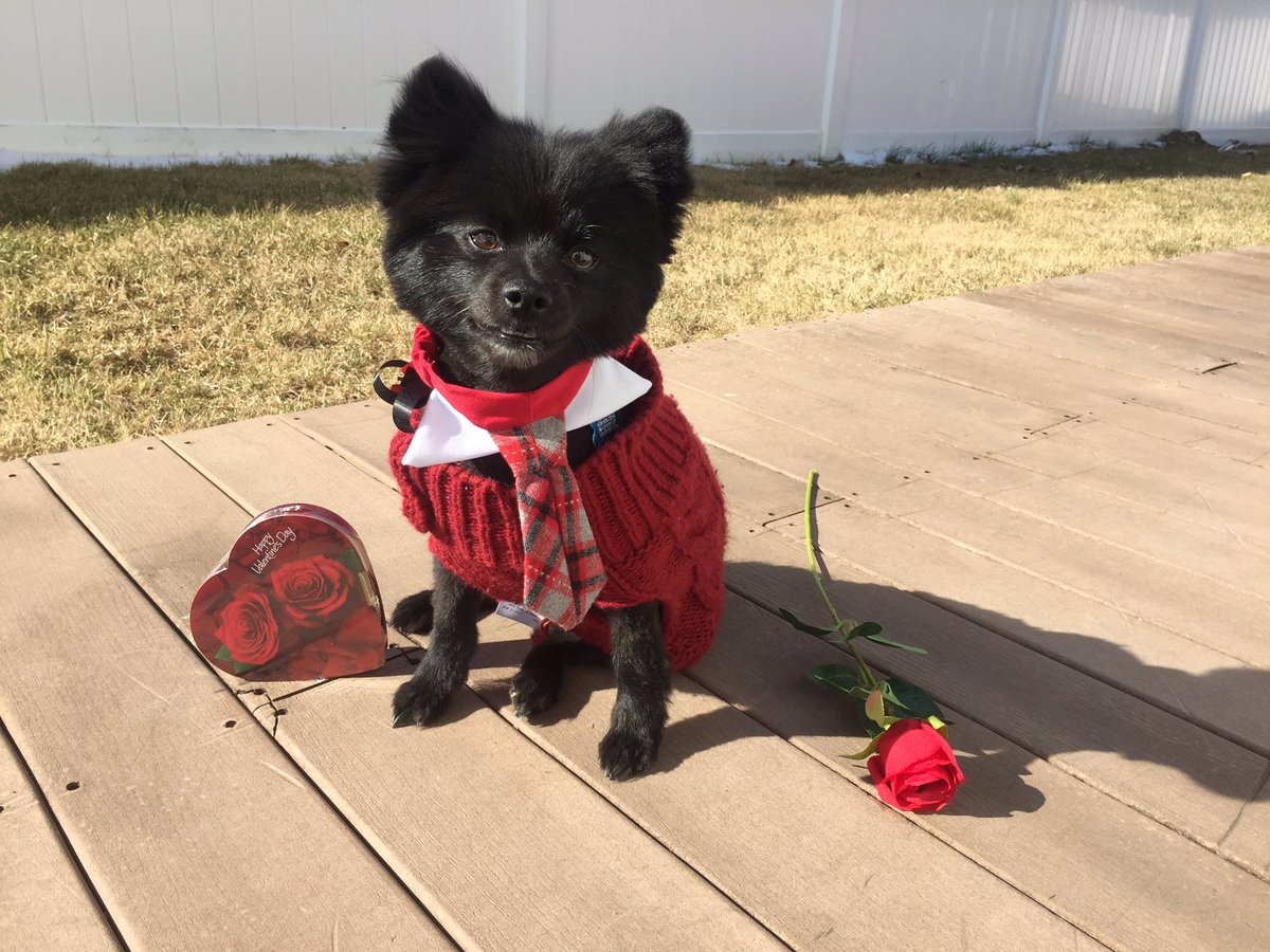CristinaMerone's tweet photo. #nykpets https://t.co/oerG1txM6u
