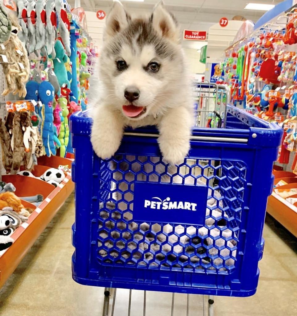 They see me rollin', tryin' to catch me stealing treats 😎 #petsmartcart (📷: IG syrahandodin)