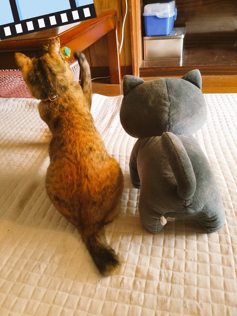 ぽんた これ見た人は子猫が成長した画像貼れ T Co Cdajminahc Twitter