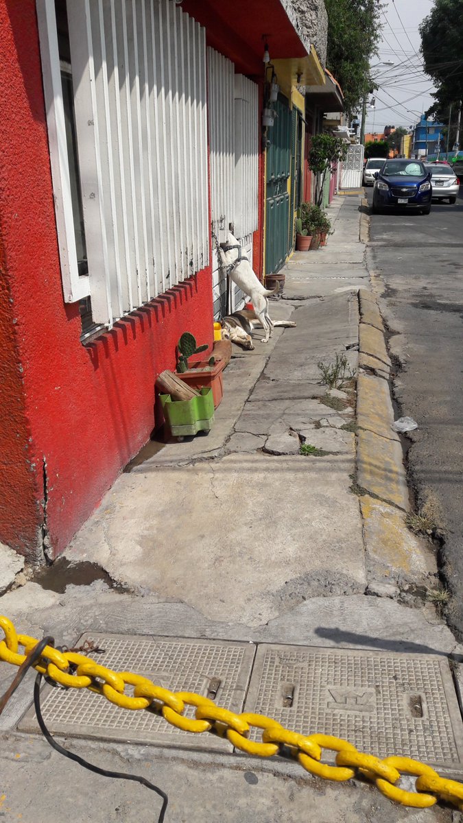 luchas_v's tweet photo. @DOGIN_HOOD 
El pasado domingo 17 de Marzo en la delegacion Gustavo A. Madero Colonia La Esmeralda entre la calle Agua Marina y Topacio #1, la casa de la esquina deja amarrados a sus perros con una cadena corta mañana y noche, en la tarde los caninos se encontraban en pleno sol. https://t.co/kWes2rJK5N
