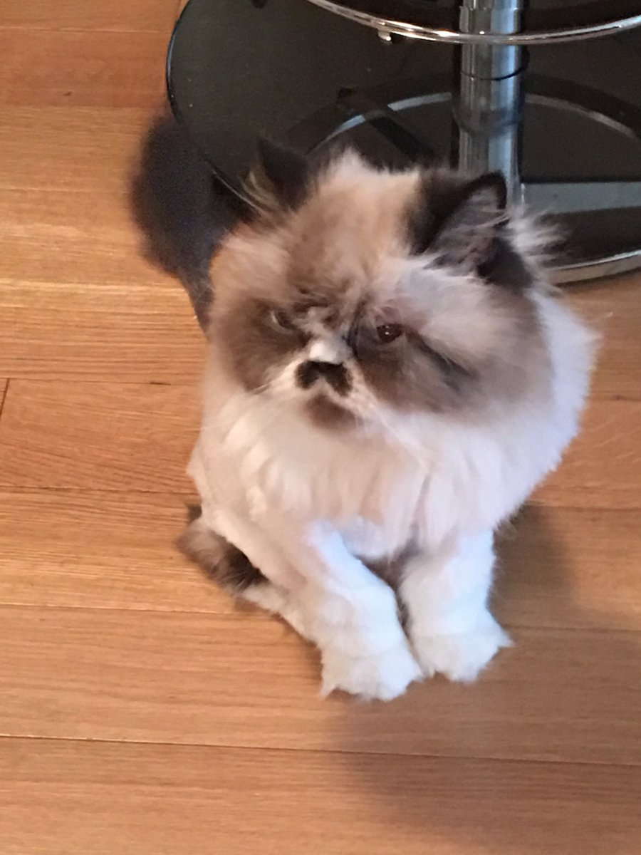 michal shapira tweet media