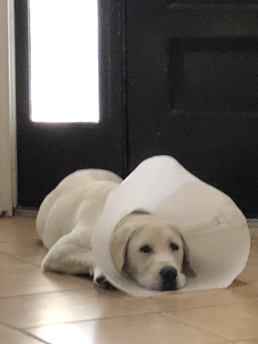 unionjack_lab's tweet photo. Day 4 with my cone. I am ready for this to be removed. I look like a damaged satellite dish! https://t.co/WfaqLIRxJT
