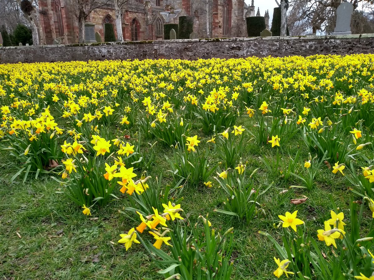 Now it's the turn of the daffs. Lovely!