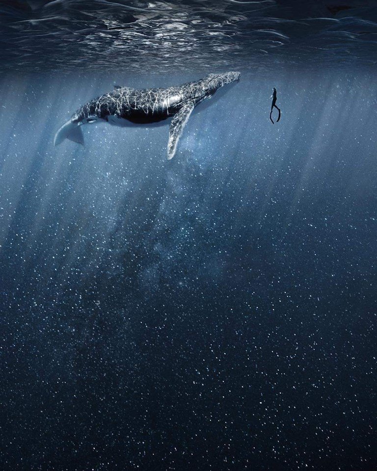 CetaceanQuants's tweet photo. A network composed of #CetaceanCommunication scientists and #QuantumComputing scientists with shared goal of breaking the inter-species communications code. #QpodNetwork https://t.co/zlN96hQmHG https://t.co/HN9BNN4iXc