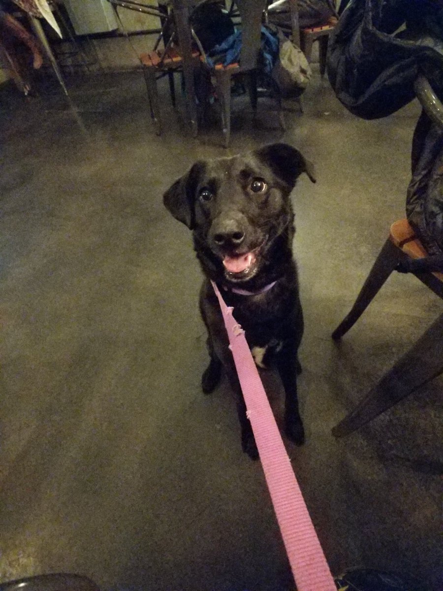 n8ebel's tweet photo. Will take pics for bbq
#dogsofobec https://t.co/ZyIVUIfN1Q