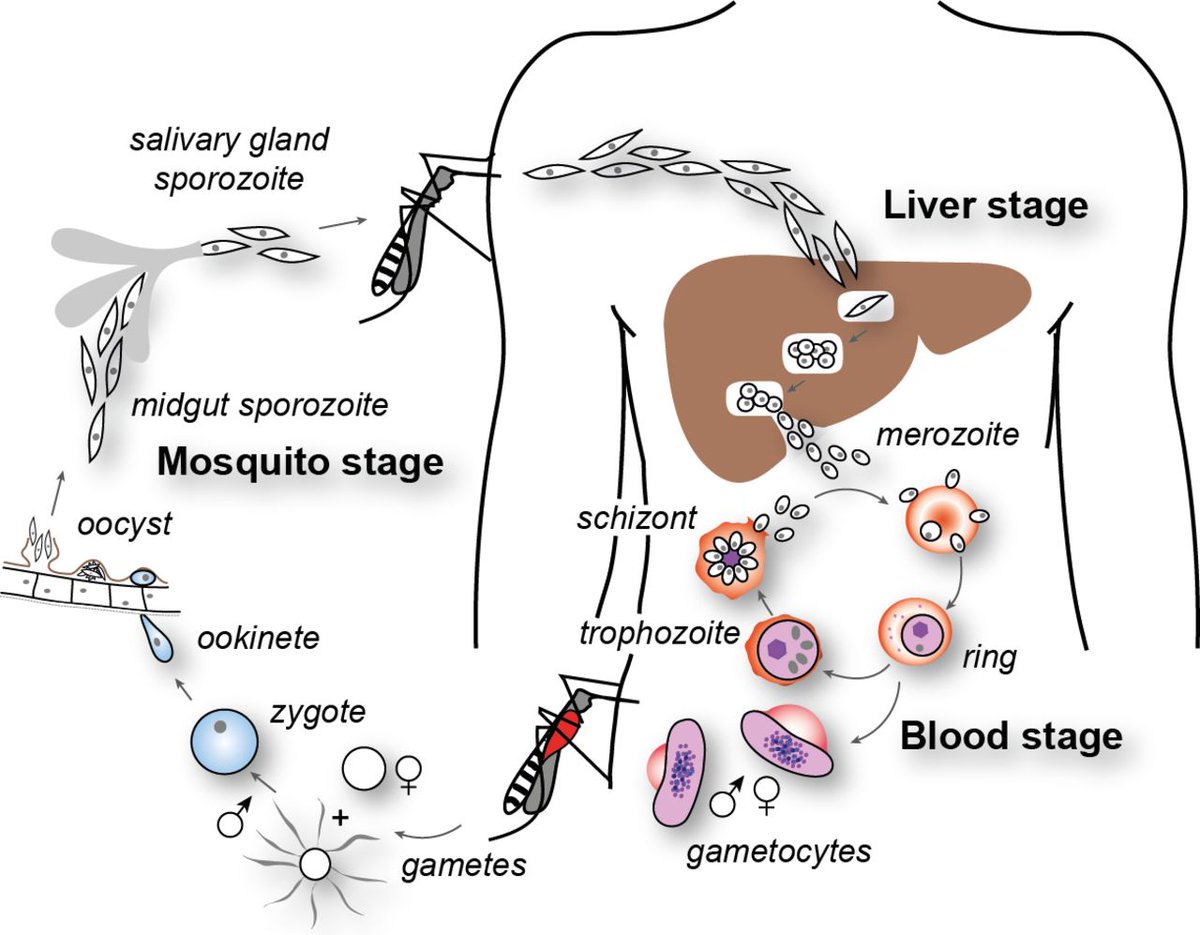 HeartPathology's tweet photo. Great visual aids I found along the way...(did NOT create these myself)

References:
Summary table peripheral blood: K. Silamut &amp; CDC
Simplified Life cycle diagram: Alan F. Cowman- Journal of Cell Biology 
Detailed Life Cycle: Le Roch Lab, UC Riverside https://t.co/YZtedABkWF