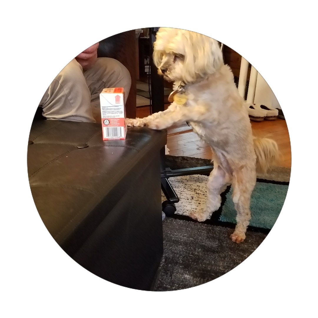 Penguinsangel's tweet image. #ad Roxy is very excited over her Rachael Ray Nutrish box from influenster! #nutrishpets