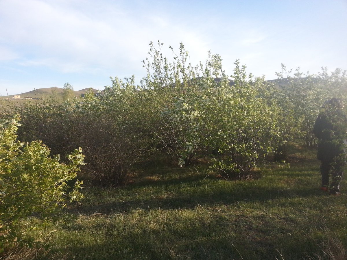 Мод тарих сайхан ургах нь бүр сайхан услахад ёшё бүр сайхан усны хоржигнох . салхины сэвэлзэх навчис шаржигнах чимээнд хамаг муу муухай мартагдаад нуль эерэг энерги