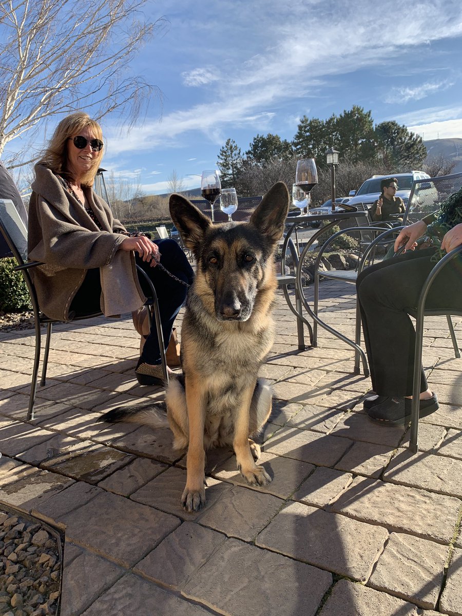 JBookwalterWine's tweet photo. Our fur friends came to visit us in Richland. Patio season is here and we welcome you and your pet to join us here. #Woodinville #Richland #dogsofWA https://t.co/ODcMNaKuxs