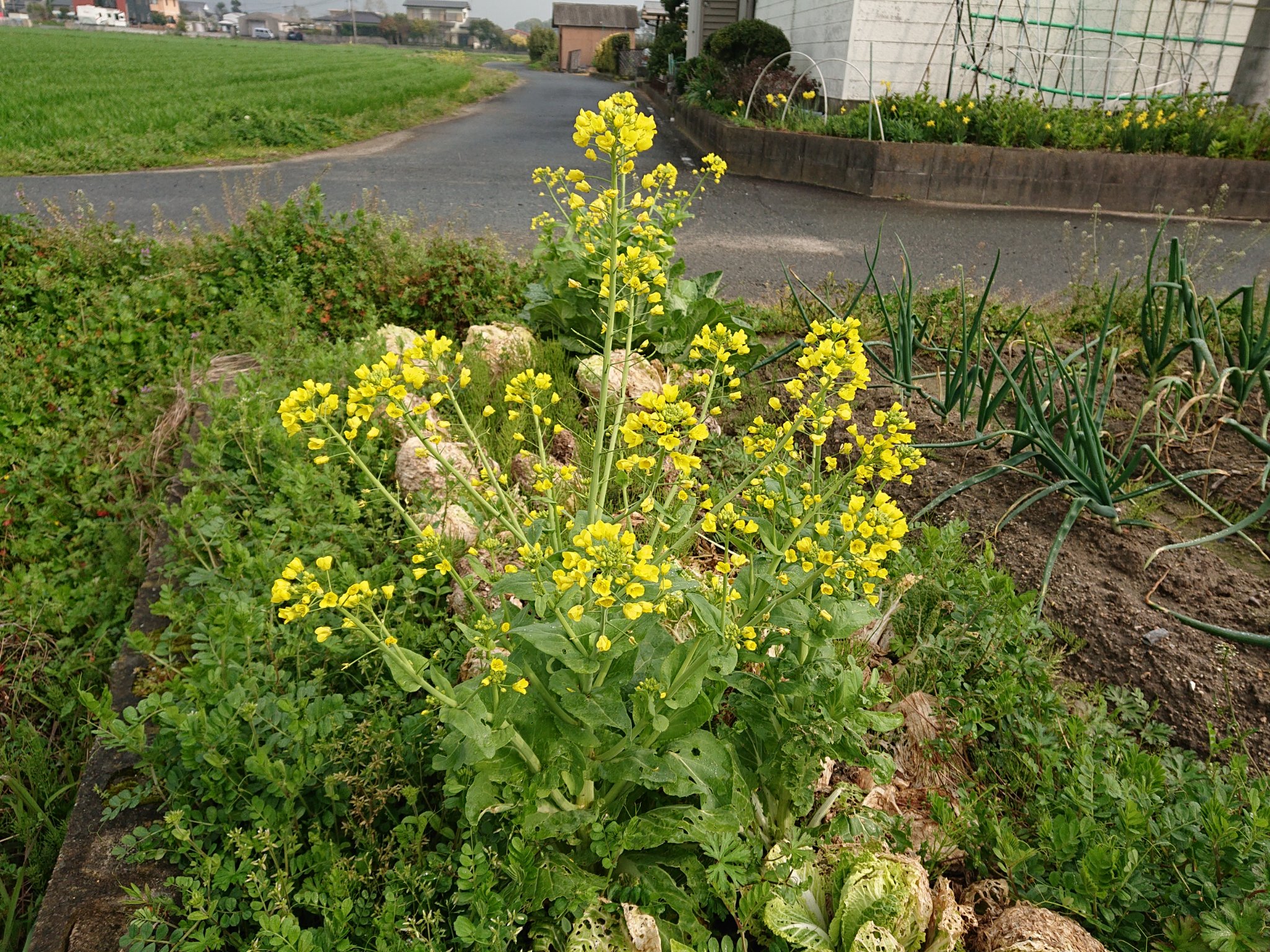 تويتر キャットスズ على تويتر 自家用の野菜 収穫しないで放置していたら 菜の花 みたいな花が咲くんだと思っていたら 菜の花って アブラナ科アブラナ属 の花の総称だったんです ハクサイ カブ ブロッコリー T Co 1wbsdwv62c