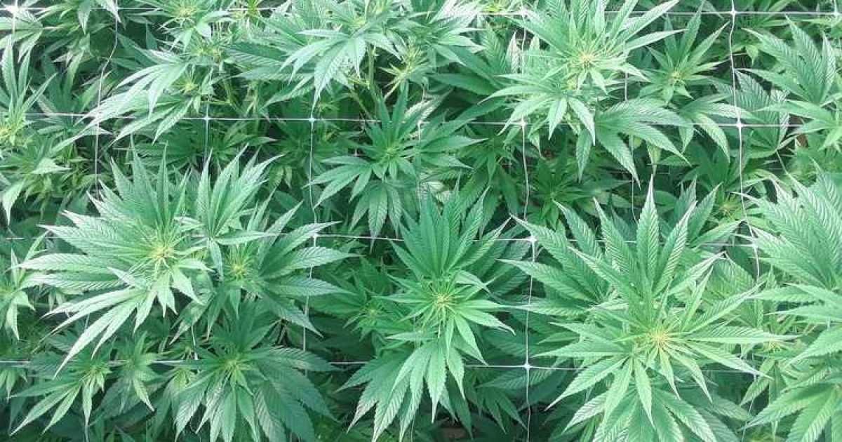 votehemp's tweet photo. Farmers preparing to plant hemp in Arizona fields https://t.co/4jhWN9s1TF #votehemp #hemp #Arizona #farmers #agribusiness https://t.co/Yxx3tTPJTx