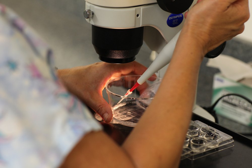 MarbleGenetics's tweet image. The production of Wagyu beef in Japan is highly regulated and only the very best proven genetics are kept for breeding.