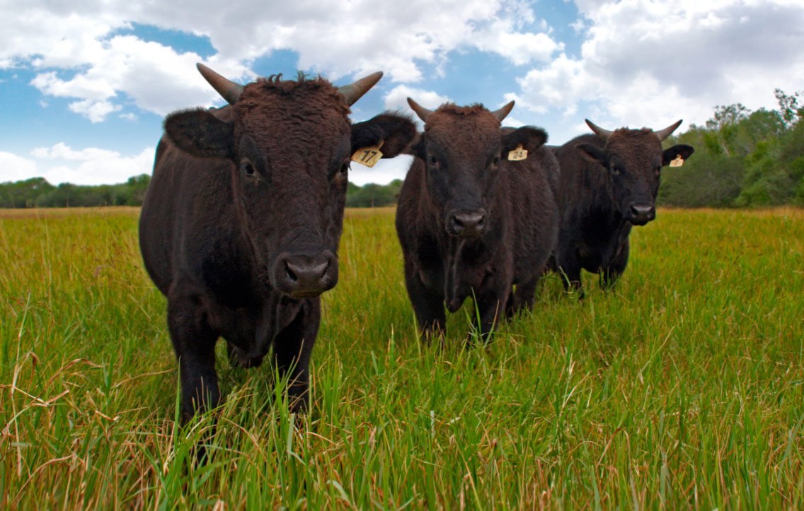 MarbleGenetics's tweet image. In Japan there are four breeds that are considered Wagyu: Japanese Black, Japanese Brown, Japanese Polled and Japanese Shorthorn.  There are no Japanese Polled or Shorthorns being bred outside Japan.