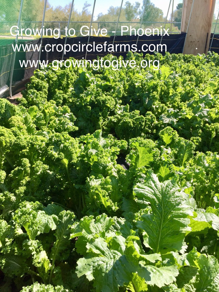 CropCircleFarms's tweet image. Southern Giant Mustard almost ready for harvest for Growing to 
Give #Phoenix. Seeds from sponsor partner @_EdenBrothers #foodbank recipients @ICMFoodBank, 7th Street Food Pantry and @momspantryphx #remotefarming #philanthropy #mustard #foodsecurity