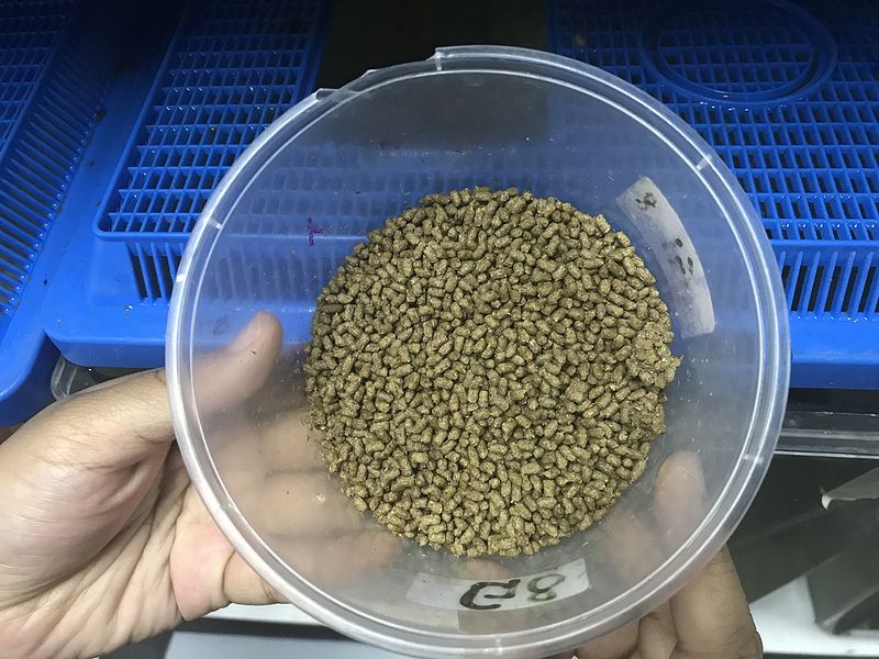 CGIAR_SAAF's tweet photo. New @WorldFishCenter &amp; @CSIROnews research highlights the benefit of using a novel feed ingredient that contains little to no wild-caught fish to boost Tilapia growth: https://t.co/ltbEtsm2sO #aquaculture #Novacq @CGIAR https://t.co/SOTbrG8ztW